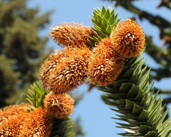 Araucaria araucana 2 graines DESESPOIR DES SINGES E43 MONKEY PUZZLE TREE SEEDS 