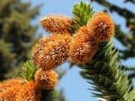 Araucaria araucana - Désespoir des singes