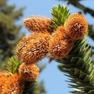 Araucaria araucana - Désespoir des singes