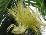 Areca catechu - Palmier à bétel