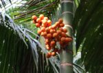 Areca catechu - Palmier à bétel