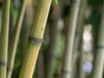 Bambusa tulda - Bambou du Bengale