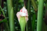 Etlingera Elatior blanc - Rose de porcelaine blanche