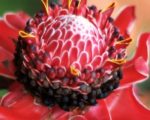 Etlingera elatior rouge - Rose de porcelaine rouge