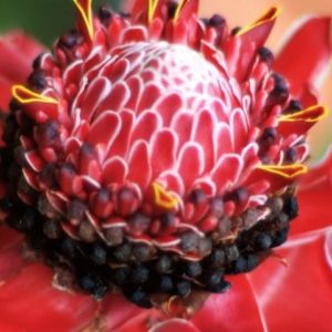 Etlingera elatior rouge - Rose de porcelaine rouge