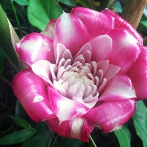 Etlingera venusta - Rose de Malaisie