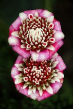 Etlingera venusta - Rose de Malaisie
