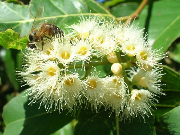 Eucalyptus Arc-en-ciel - Eucalyptus deglupta - Floraison