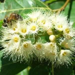 Eucalyptus Arc-en-ciel - Eucalyptus deglupta - Floraison