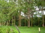 Eucalyptus Arc-en-ciel
