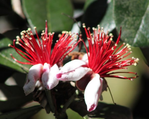 Acca sellowiana - Feijoa - Goyavier du Brésil