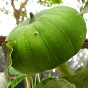 Hura crepitans – Fruit côtelé