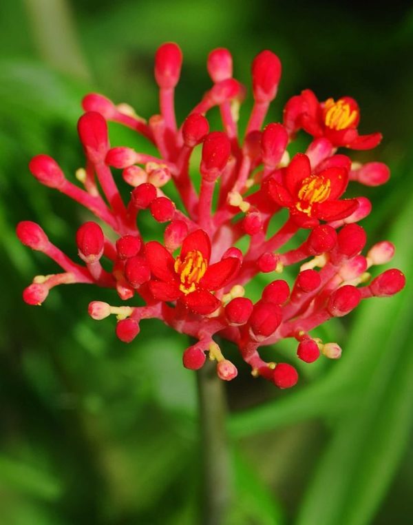 Jatropha multifida - Plante corail