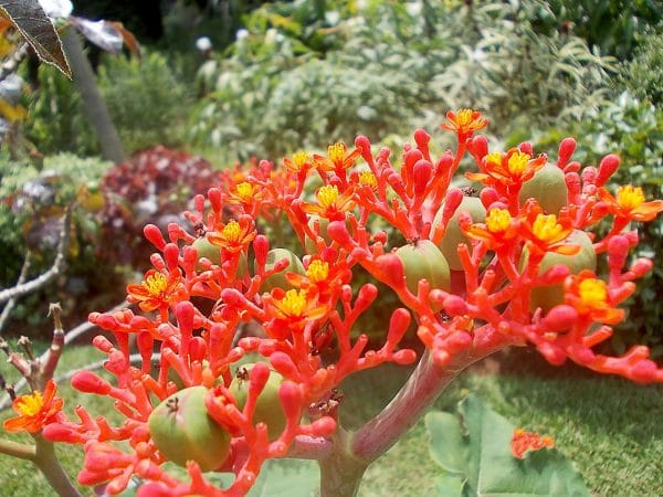 Jatropha podagrica - Fleurs rouge corail