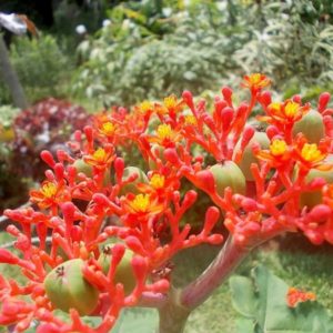 Jatropha podagrica - Fleurs rouge corail