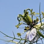 Nigella damascena - Nigelle de Damas en mélange