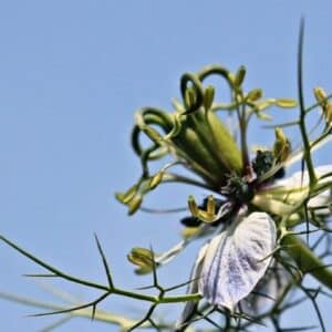 Nigella damascena - Nigelle de Damas en mélange