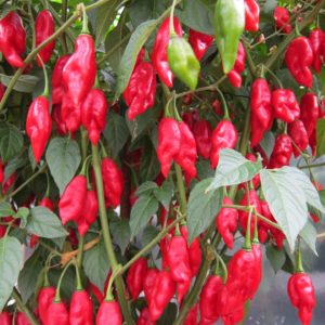Piment végétal - Piment végétarien