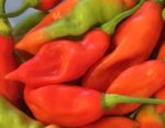 Piment végétal - Piment végétarien fruits
