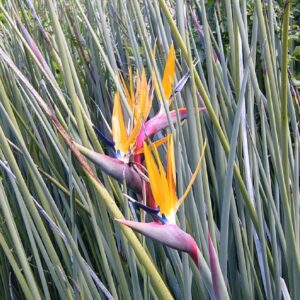 Strelitzia juncea - Oiseau de Paradis à feuilles étroites