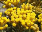 Helichrysum italicum – Fleurs jaunes