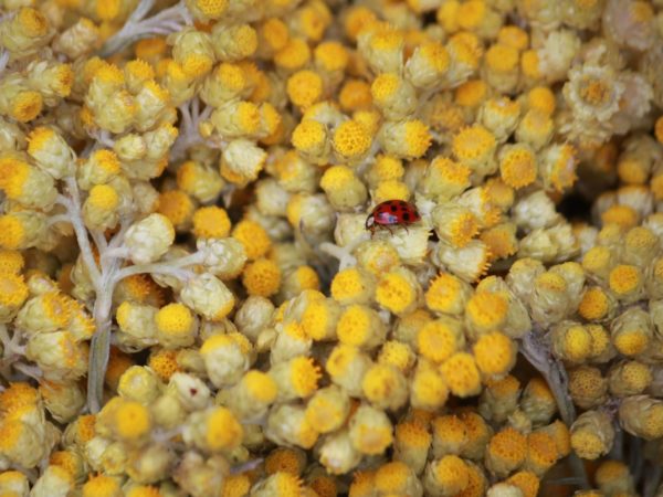 Helichrysum italicum – Sommités florales
