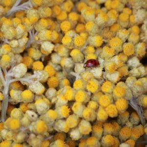 Helichrysum italicum – Sommités florales