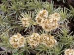 Helichrysum italicum – Immortelle d'Italie