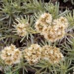 Helichrysum italicum – Immortelle d'Italie