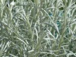 Helichrysum italicum – Feuilles gris argenté