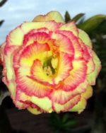 Adenium Obesum MarieGold - Rose du désert