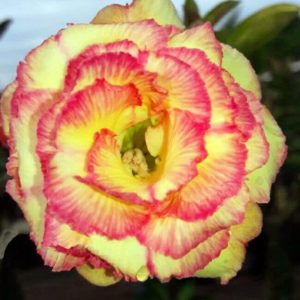 Adenium Obesum MarieGold - Rose du désert
