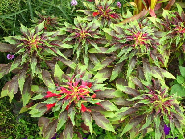 Amaranthus tricolor - Amarante tricolore
