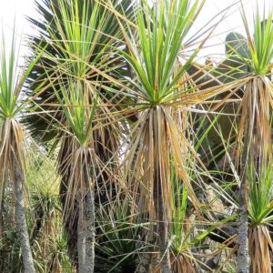 Beaucarnea hiriartiae – Palmier à queue-de-cheval