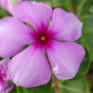 Détails d'une fleur d'une Pervenche de Madagascar (CC0)