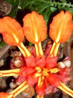 Etlingera coccinea - Gingembre tropical