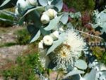 Eucalyptus pulverulenta - Gommier argenté des montagnes