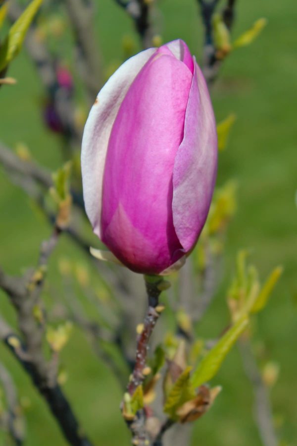 Magnolia x Soulangeana cv. 'Lennei'
