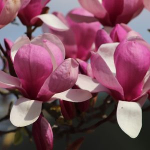 Magnolia x Soulangeana cv. 'Lennei'