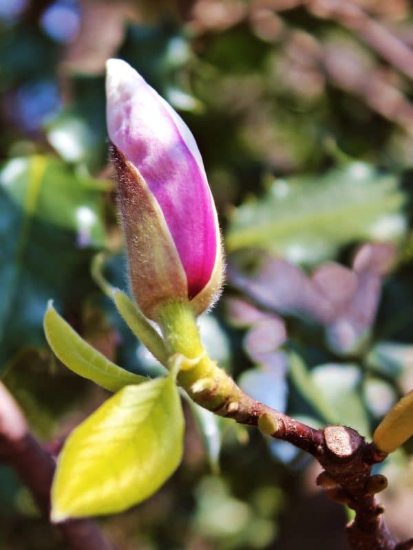 Magnolia x Soulangeana cv. 'Rustica rubra'