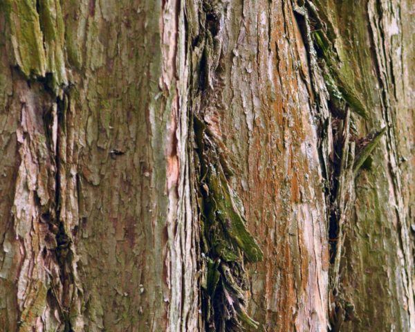 Metasequoia glyptostroboides - Séquoia de Chine