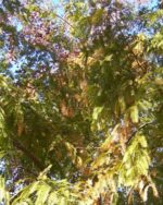 Metasequoia glyptostroboides - Séquoia de Chine