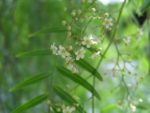 Schinus molle - Faux-poivrier odorant