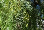 Schinus molle - Faux-poivrier odorant
