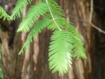 Sequoia sempervirens - Séquoia sempervirent