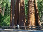 Sequoia sempervirens - Séquoia sempervirent