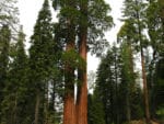 Sequoia sempervirens - Séquoia sempervirent