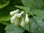 Symphytum officinale – Consoude officinale à fleurs blanches