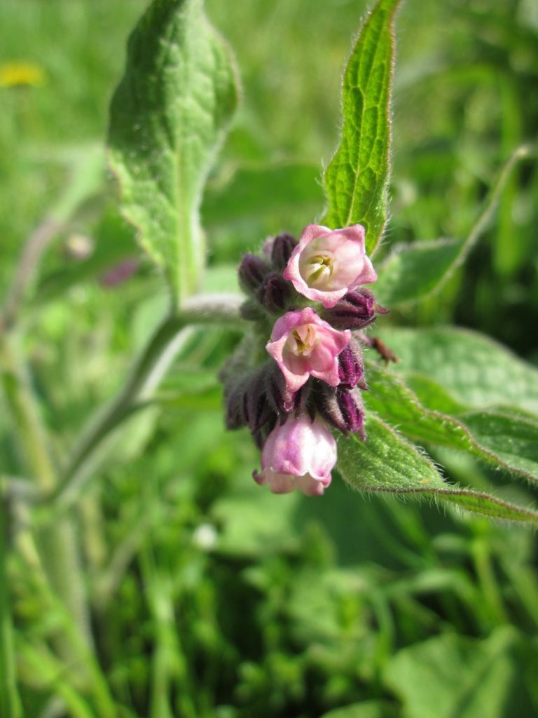 Consoude officinale - Le Jardin des Déesses