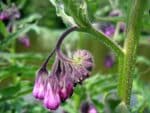 Symphytum officinale, Floraison de Consoude officinale, Graines de Symphytum officinale, Graines de Consoude officinale